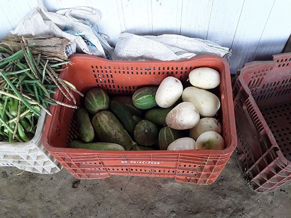 Sem agrotóxicos, as áreas de cultivo apresentam uma grande diversidade de produtos entre frutas, legumes, verduras e hortaliças / Emílio Alves